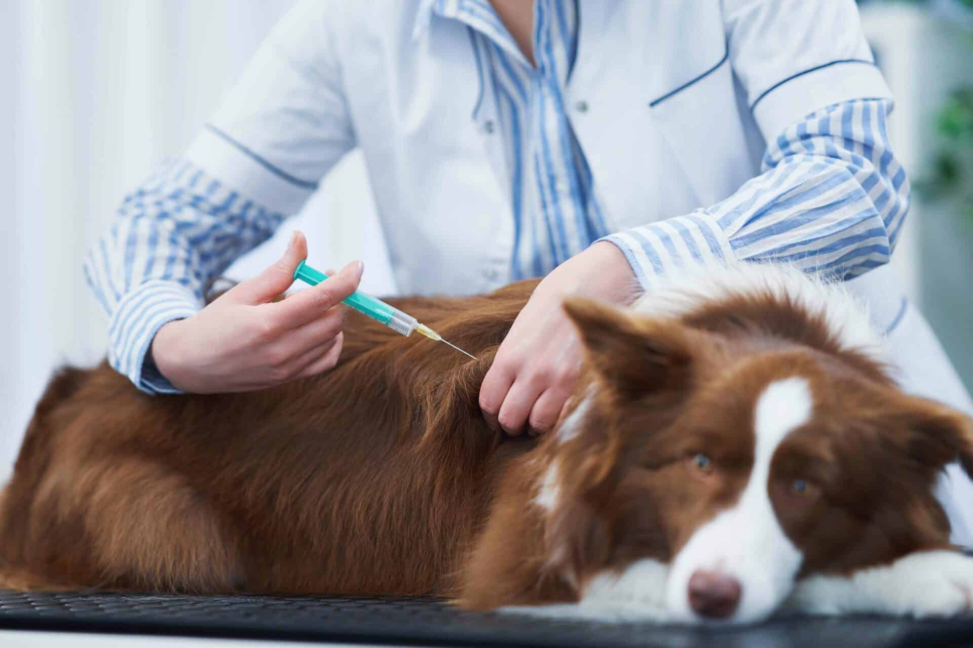 Vaccines-and-Preventive-Wellness-Image