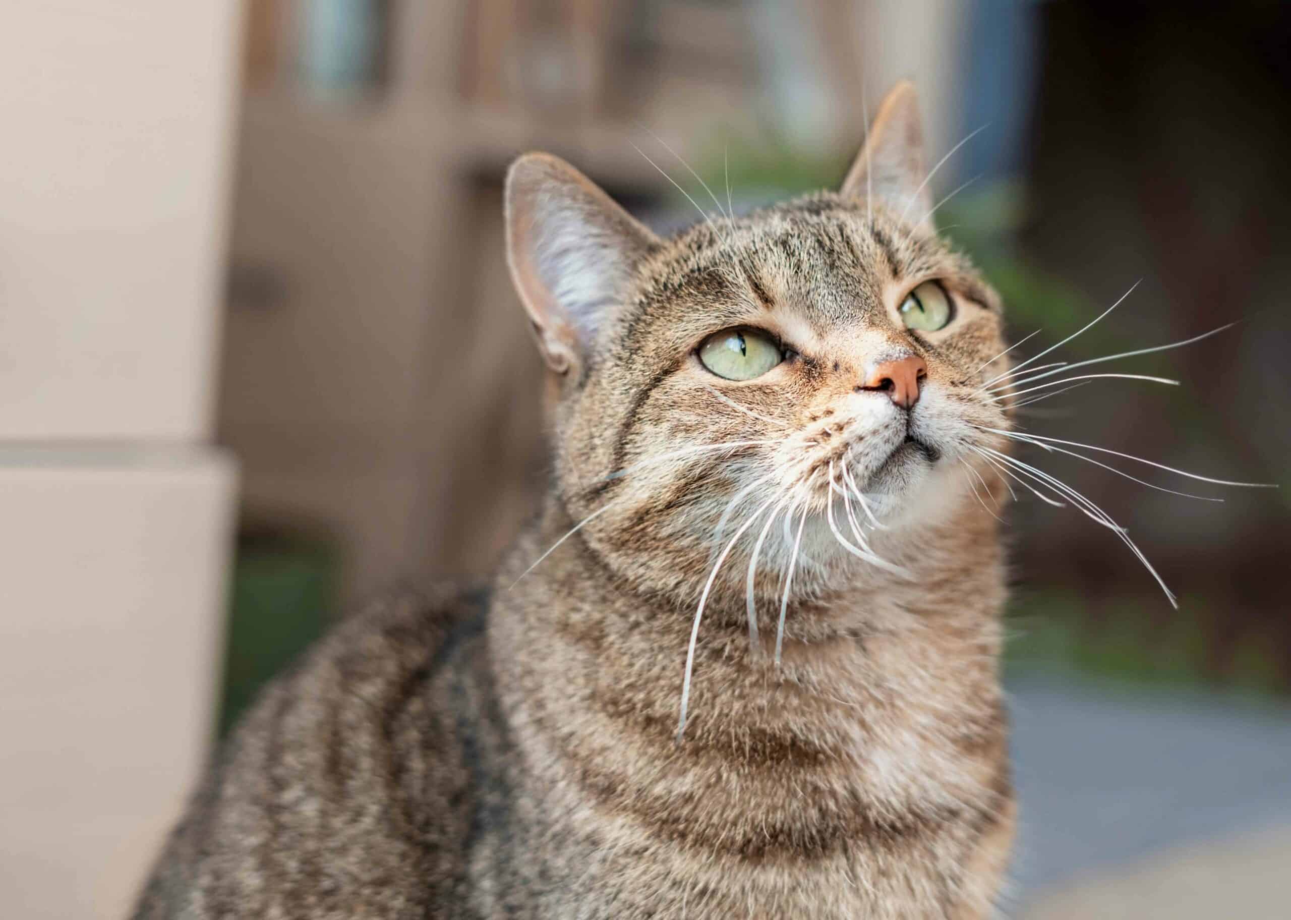 A tabby cat with green eyes sits indoors, looking slightly upward with its ears perked and whiskers prominent.